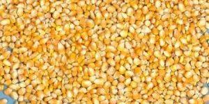 Yellow Corn Maize