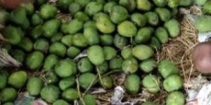 Himsagar Khirsapati Mango