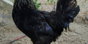 500 Kadaknath Chicks (1-Month)