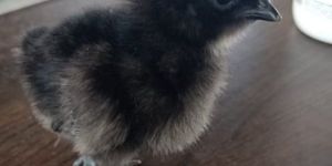 Kadaknath Chicks (1-Day)