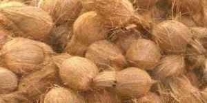 Semi Husked Coconuts