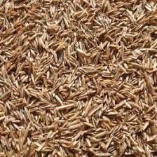 Rye Seeds