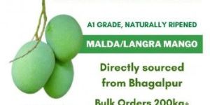 Langra Mango