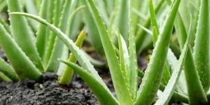 Aloevera (Dhartkumari)