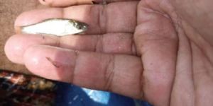 Rohu Fish