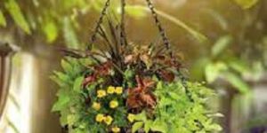 Flower Pot