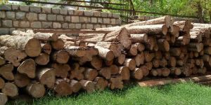 African Teak Wood Logs