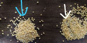 Yellow Moong Dal with polish & with out polish