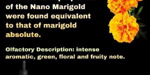 Nano Marigold