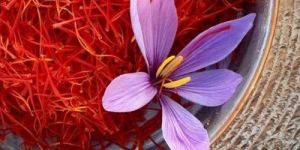 Saffron Extract