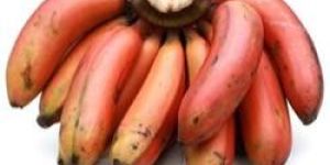 Fresh Red Banana