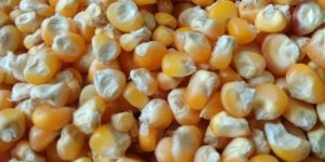 Yellow Maize