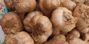 Kodaikanal Hills Garlic