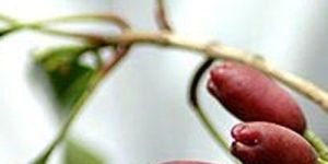 Rectified Clove Leaf Oil