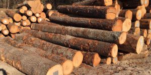 Ash Wood Logs