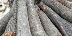 Babool Wood Logs