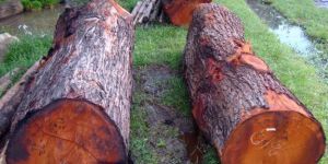 Mahogany Wood Logs