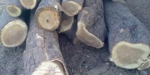 Neem Wood Logs