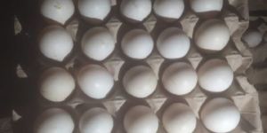 Country Duck Hatching Eggs