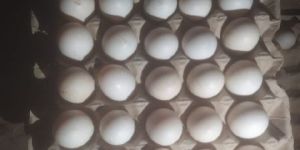 Desi Duck Hatching Eggs