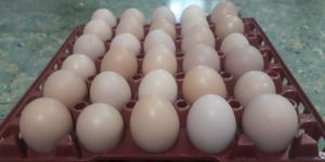 Sasso Hatching Egg