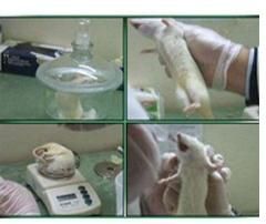 Chronic Toxicity Studies