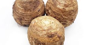 Fresh Taro Root