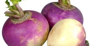 Fresh Turnip