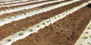 Soil Solarization Film