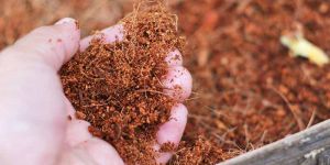 Cocopeat Powder