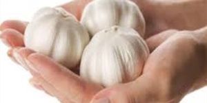 Fresh Garlic