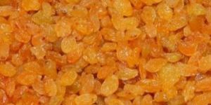 Sangli Golden Round Raisins