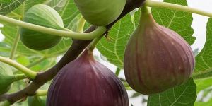 Fresh Fig