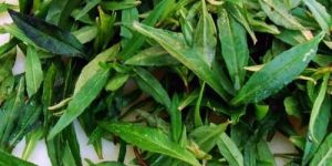 Karisalankanni Leaves