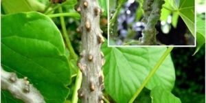 Tinospora Cordifolia