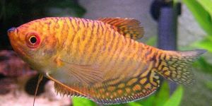 Common Carp Fish Seeds