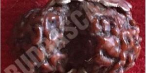 Indonesia Gauri Shankar Rudraksha