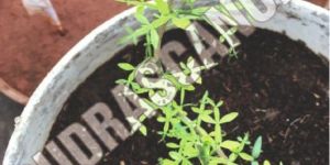 Rare 7-21 Leaf Maha Vilva Live Plant