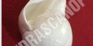 Vamavarti Blowing Shankh