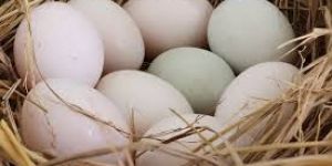 Indian Runner Duck Hatching Eggs