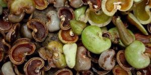 Shelled Cashew Nuts