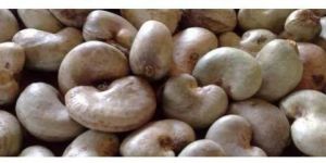 Raw Cashew Nut