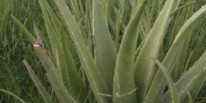 Aloe Vera Leaf