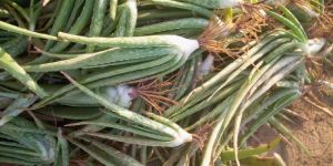 Aloe Vera Plants