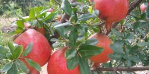 Fresh Pomegranates