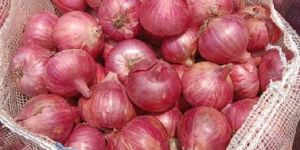 Fresh Red Onion