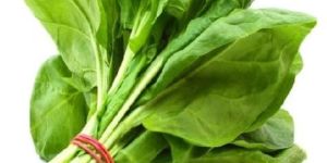 Fresh Spinach Leaves