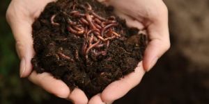 Vermi Compost