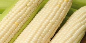 White Maize