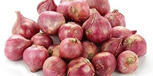 Fresh Big Onion